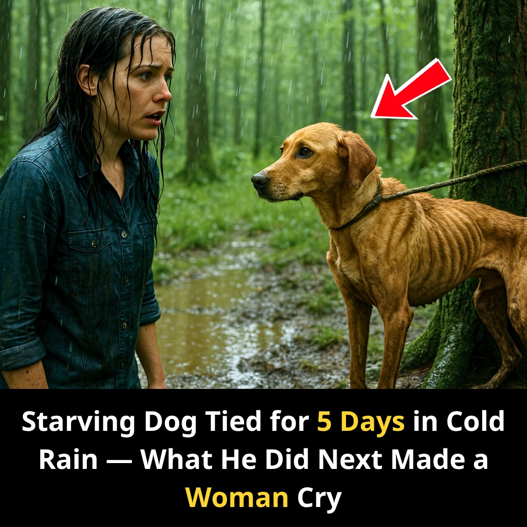 Starving Dog Tied for 5 Days in Cold Rain — What He Did Next Made a